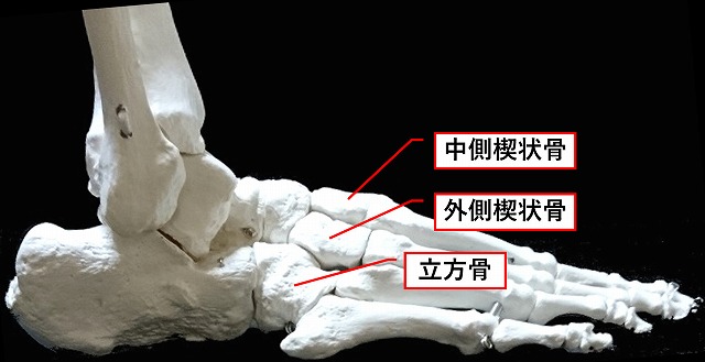 立方骨と足部のアーチ構造 もう一つの理学への道